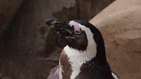A Magellanic penguin looks off to the left. It moves its head further left, then back to a profile position.