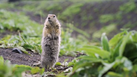 Funny fluffy gopher stands on his hind legs and looks into the camera