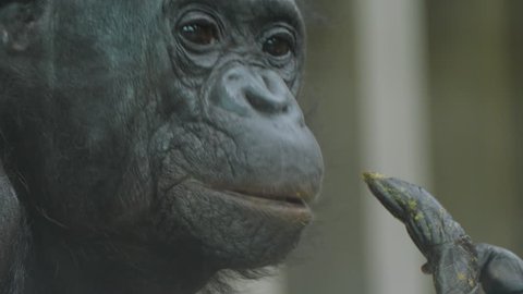 Close up of face of Bonobo. First it looks forward toward the camera, to the left for a profile, and then forward again.