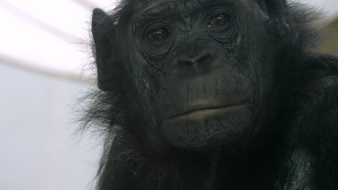 Close up of face of Bonobo. First it looks forward toward the camera, to the left for a profile, and then forward again.