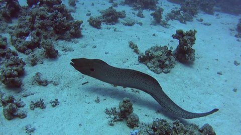 Large giant moray eel gymnothorax javanicus swimming on rocky seabed in tropical sea by hard coral reef
