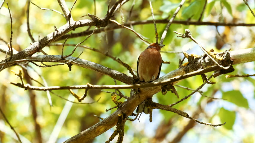 bird sitting on tree branch green Stock Footage Video (100% Royalty