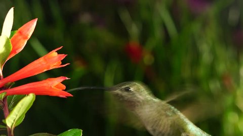 Hummingbird and coralle fuchsia in some drizzle