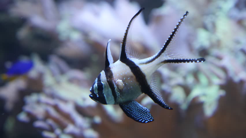 small white fish with black stripes