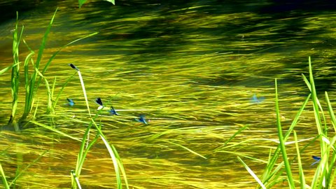 Blue dragonflies over a shallow river