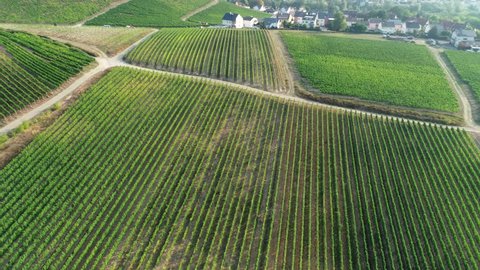 Rheingau-Taunus area, Germany - vineyards, aerial view