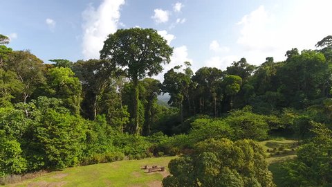 Drone hot flying between giant trees in French Guiana amazonian forest. 
