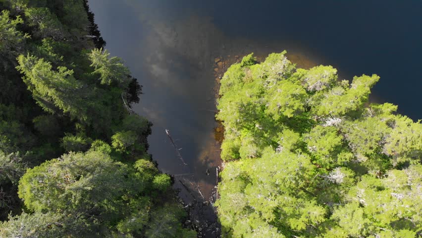 Drone looking down following a stream with trees