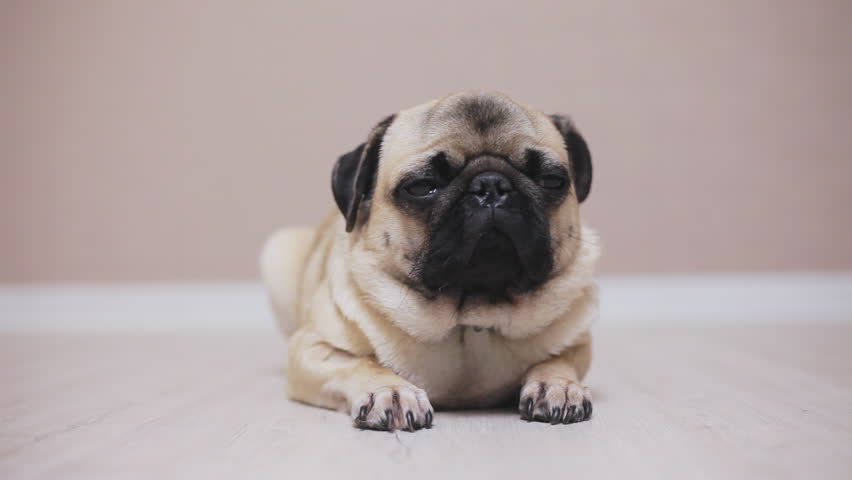 Close-up face of cute pug puppy dog excited and scared, laying down on laminate floor Royalty-Free Stock Footage #1017519121