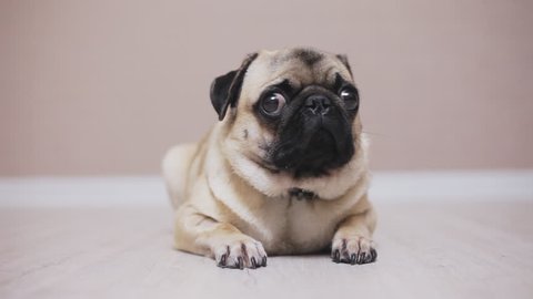 Close-up face of cute pug puppy dog excited and scared, laying down on laminate floor
