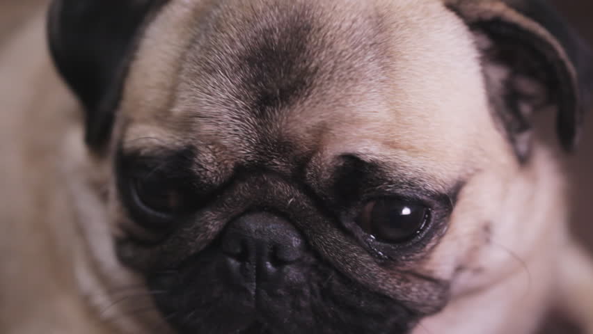 Portrait of a surprised, troubled dog pug, close-up Royalty-Free Stock Footage #1017519133