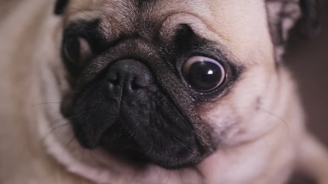 Portrait of a surprised, troubled dog pug, close-up
