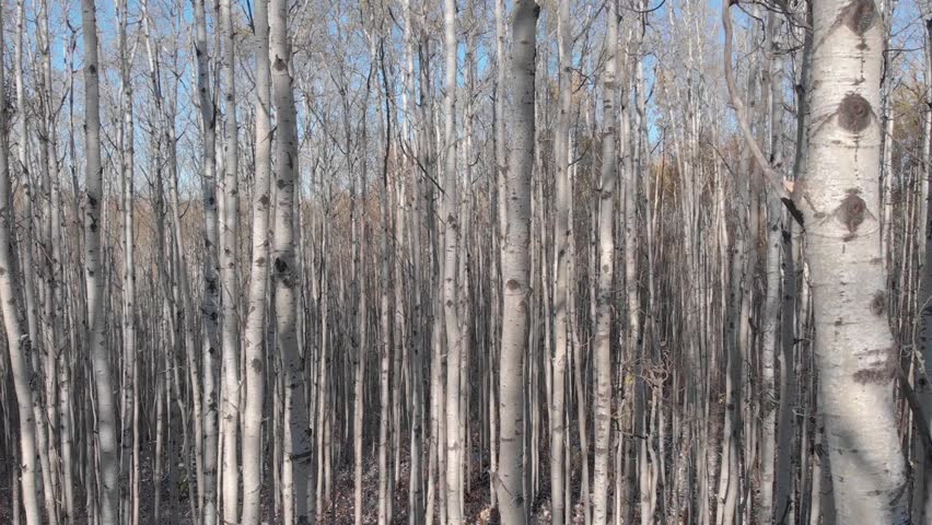 birch forest during fall 4k 