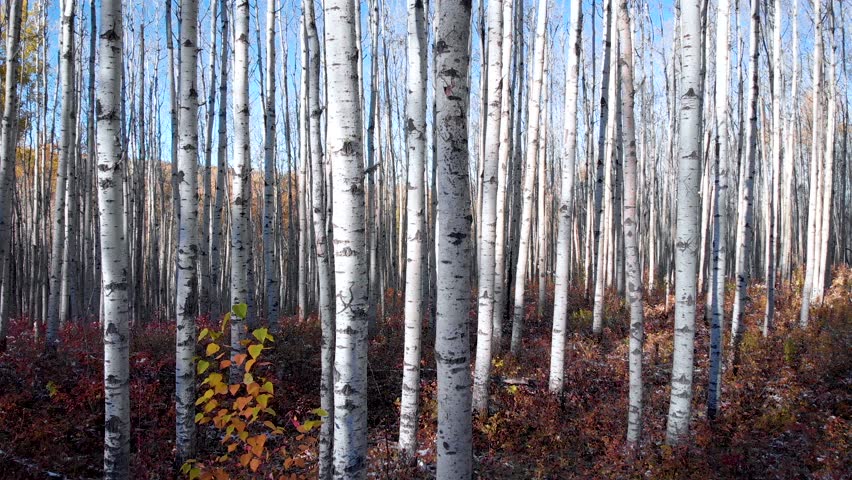 birch forest during fall 4k 