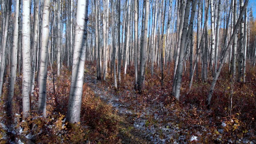 birch forest during fall 4k 