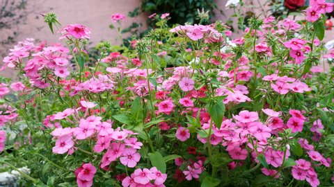 Fertilizer of annual phlox flowers on the garden bed. Soluble fertilizers are dissolved in water and applied as a solution.