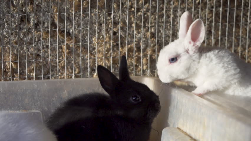rabbit jumps out of cage