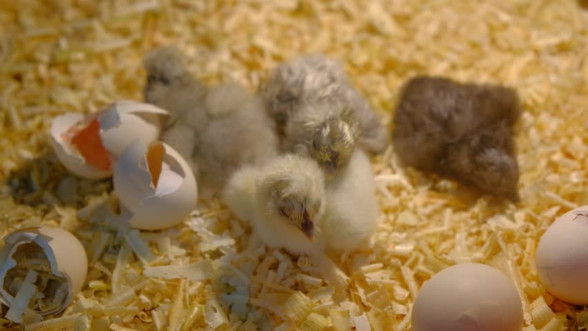 Chick out of the egg, Hatching chicken coming out of an egg, Lot of small chicks in chicken farm. Royalty-Free Stock Footage #1017534574