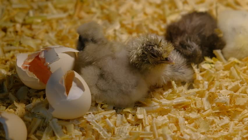 Chick out of the egg, Hatching chicken coming out of an egg, Lot of small chicks in chicken farm. Royalty-Free Stock Footage #1017534577