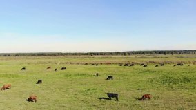 in meadow, on green grassy field, many brown and black pedigree, breeding cows, bulls are grazing. on farm. summer warm day. aero video. breeding, selection of cows, bulls