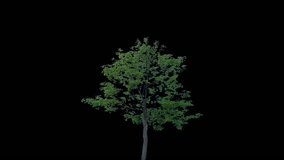 High quality 10bit footage of tree on the wind isolated with alpha channel.  Perfect for compositing. Made from 14bit RAW