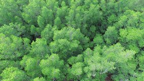 aerial footage of mangrove forest at Sabah Borneo, Malaysia.