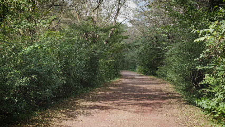 a path of light in a forest