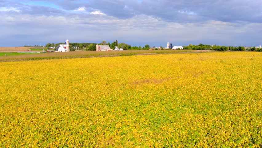 Rural Wisconsin soybean field in Autumn, drone aerial view.
