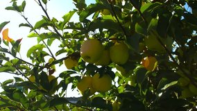 Whole yellow polish apples hanging on a tree branch in the garden