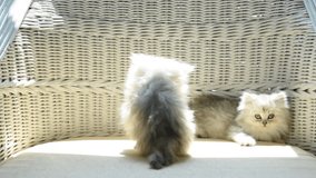 Cute persian kitten playing together on sofa in home.