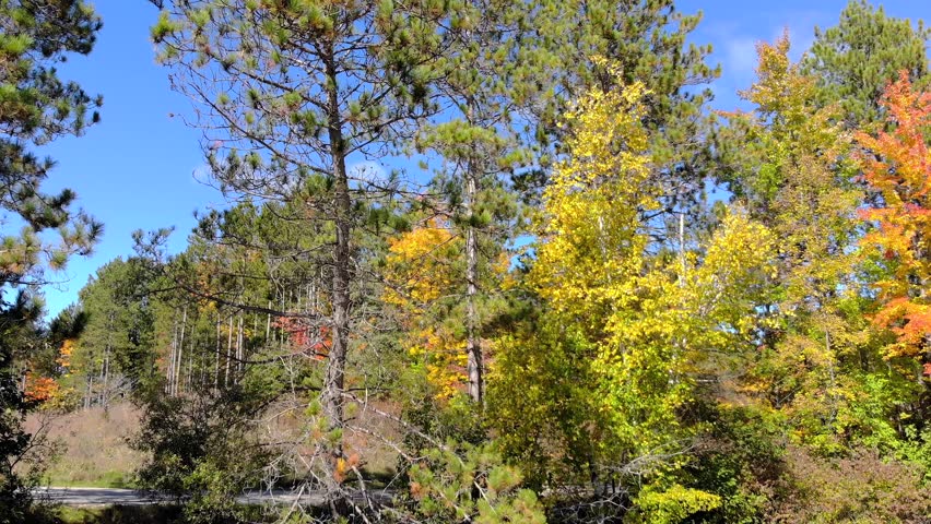 Autumn in Northern Wisconsin, colorful scenic treetop drone flyover of amazing forests and river.