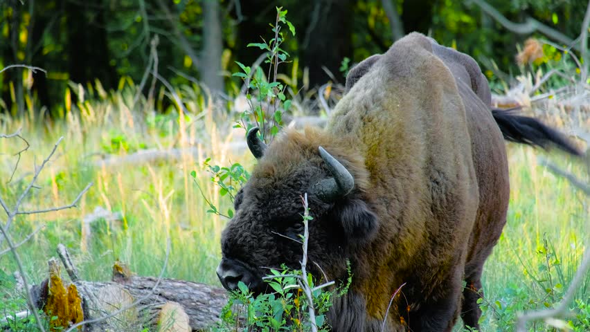 "A wild european bison (wisent) grazing in front of a forest in the Evening at a summer day"
