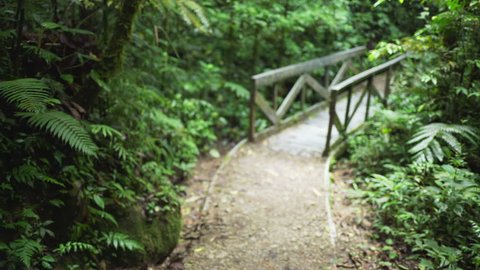 Blurred shot of mossy bridge in Costa Rican rainforest with wildlife. Defocused background plate of tree-lined footpath and bridge. 4k