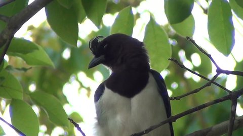 Nature  scene: The curl-crested jay (Cyanocorax cristatellus), a jay from South America, clean your feathers. Natural habitat wildlife.