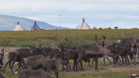 Reindeer migrate against the background of the reindeer herders camp. Behind the herd of deer are wigwams