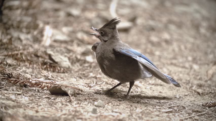 Blue Jay Bird Feeding Baby Stock Footage Video 100 Royalty Free Shutterstock