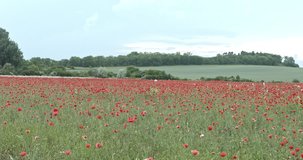 Poppies field in evening. Time lapse video