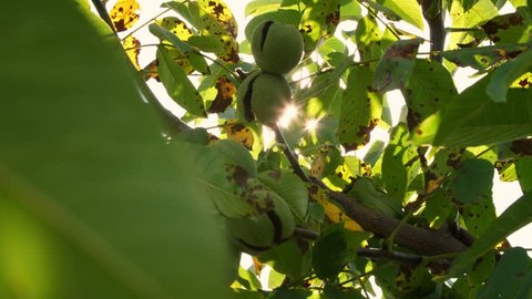close up. Green european ripe walnuts growing on the tree among leaves, in the light of the sun. walnut trees with ripening walnuts on a large rural plantation