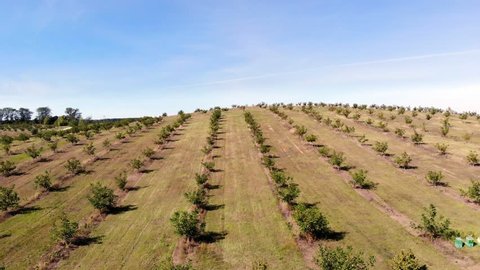 farm, fields of walnut plantations. rows of healthy walnut trees in a rural plantation with ripening walnuts on trees on a sunny day.aero video, drone