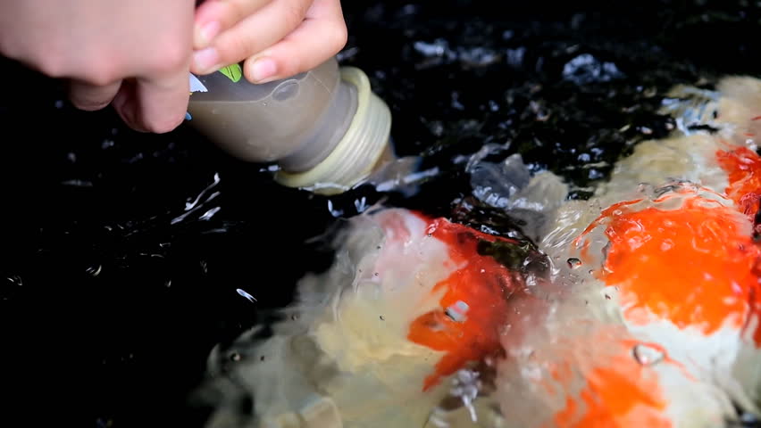 Hand of a child  hold a feeding bottle for  crayfish in the pond.