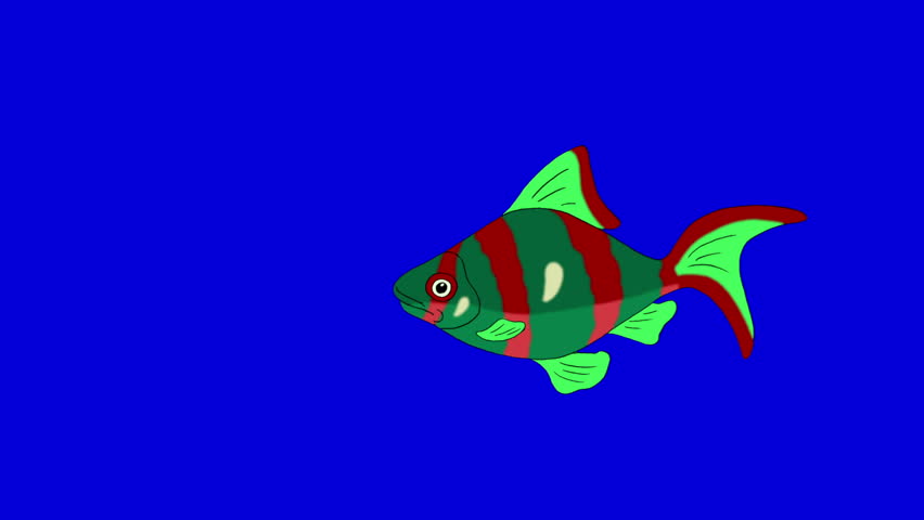 Big Red-green  Aquarium Fish floats in an aquarium. Animated Looped Motion Graphic Isolated on Blue Screen | Shutterstock HD Video #1017574420