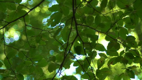 Forest tree and green leaves glowing in sunlight, vintage lens video