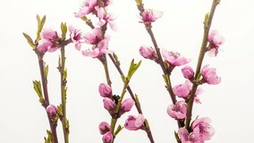 HD 1080p macro time lapse video of an apricot fruit tree flower growing and blossoming on a white background/Apricot flower blooming macro timelapse