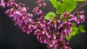 HD 1080p macro time lapse video of a redbud tree (Cercis siliquastrum) flower growing and blossoming on a black background/Redbud blooming macro timelapse
