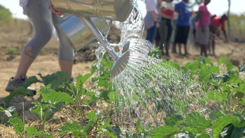 Americans and Zimbabweans Watering a Garden in Africa with Watering Cans in Slow Motion