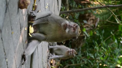 Family monkeys that live in the Holy Monkey Forest. Ubud. Bali, Indonesia