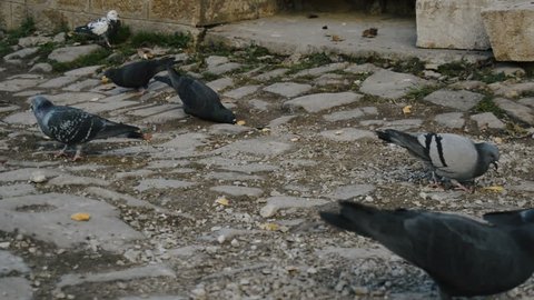 Pigeons Fight For Seed