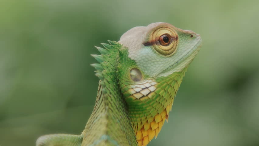Beautiful close up of a chameleon looking at the camera in front of a green nature background an endless loop , seamless looping, cinemagraph Royalty-Free Stock Footage #1017594322