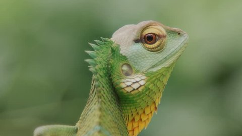 Beautiful close up of a chameleon looking at the camera in front of a green nature background an endless loop , seamless looping, cinemagraph