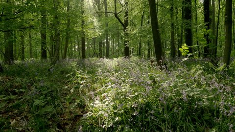 Mystical picturesque forest with Bluebell flowers as carpet on forest floor at sunrise in Germany